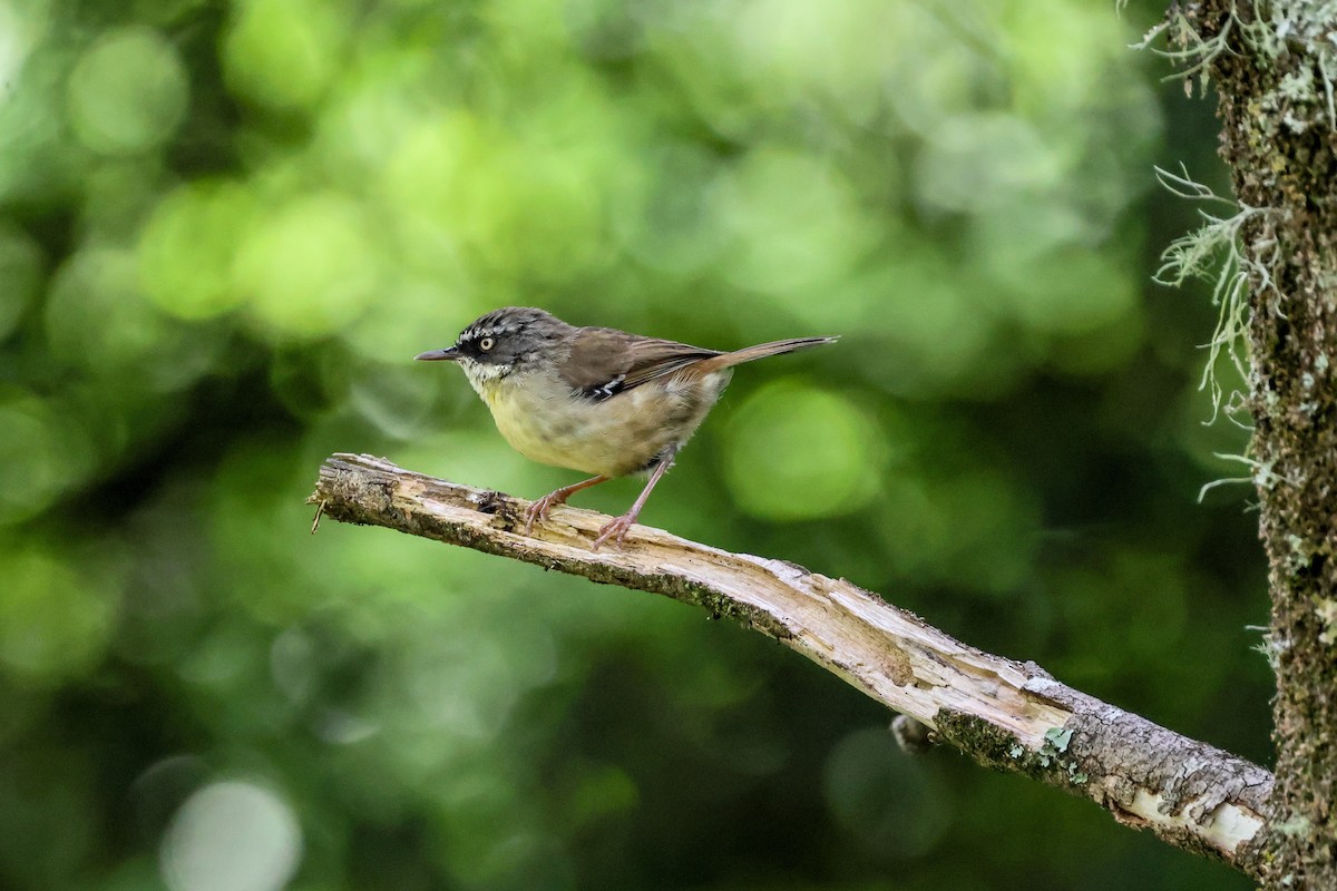 White-browed Scrubwren - Sri Evans