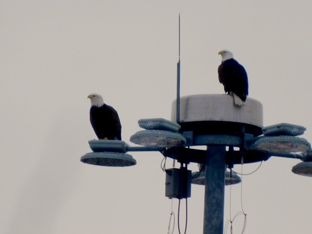 Weißkopf-Seeadler - ML616298241