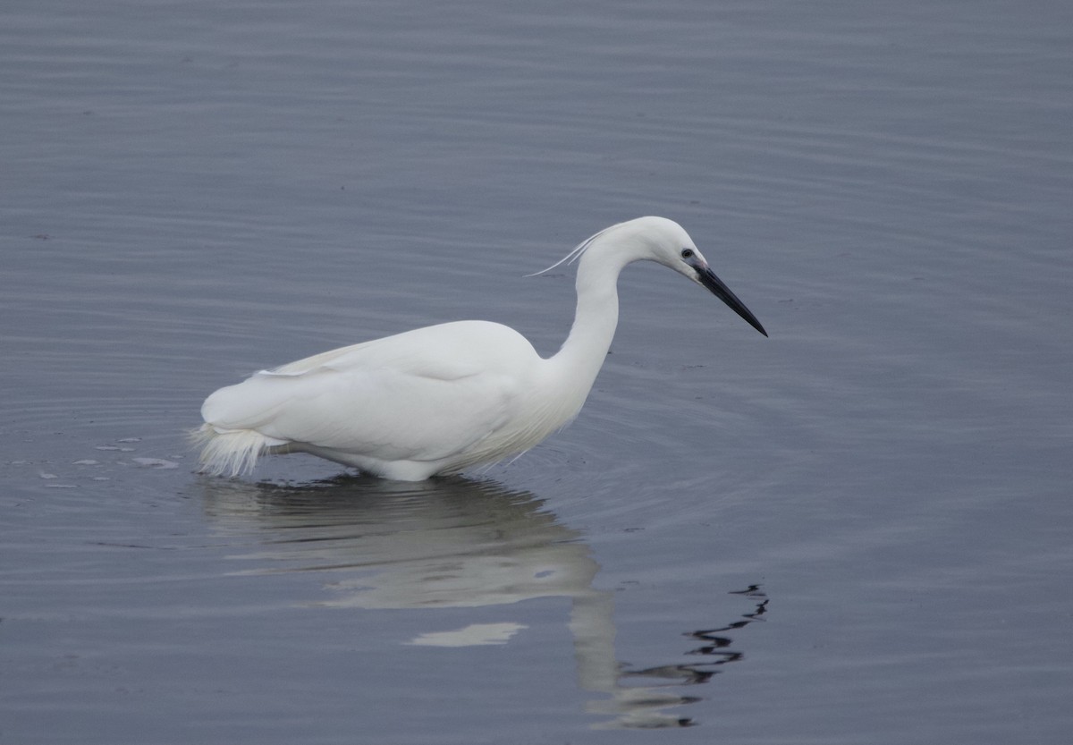 Little Egret - ML616298245