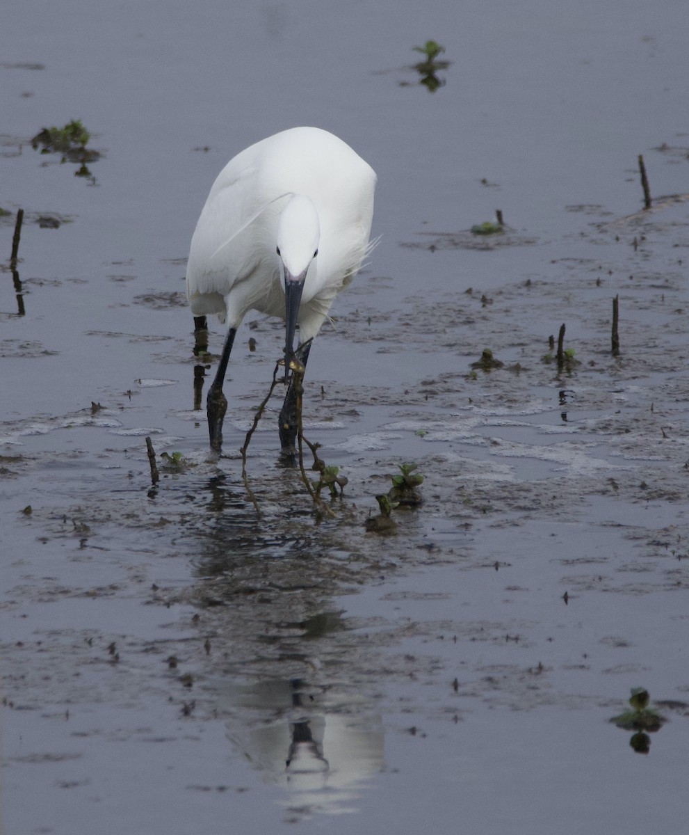 Little Egret - Simon  West