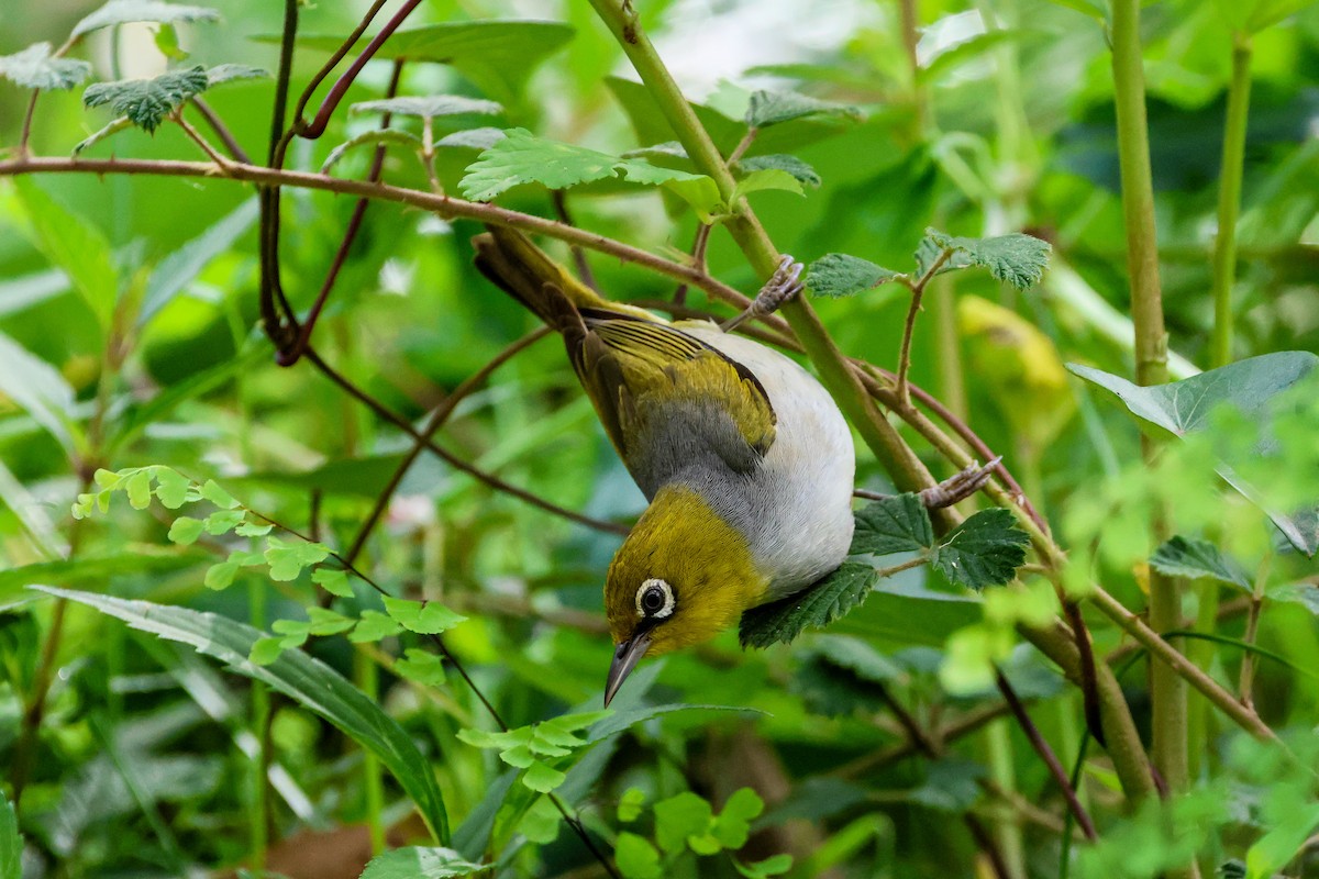 Silvereye - Sri Evans