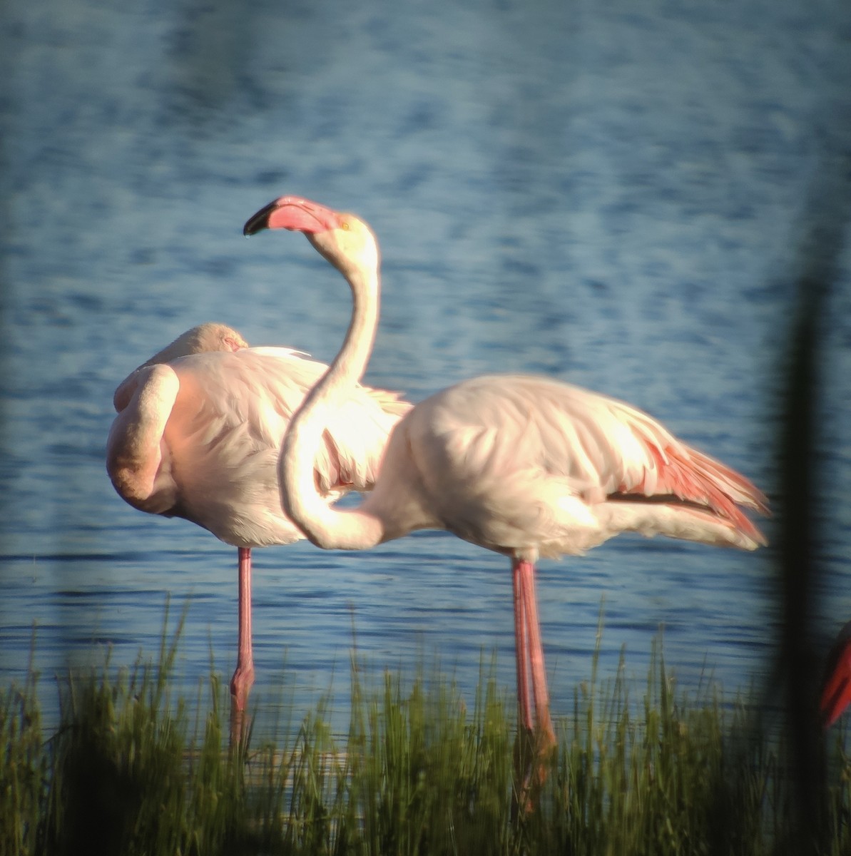 Greater Flamingo - ML616298258