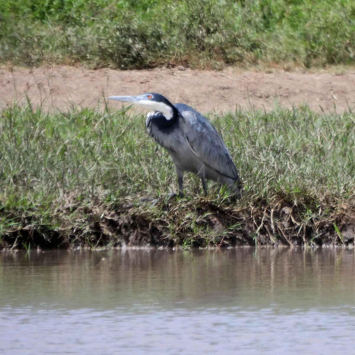 Black-headed Heron - ML616298274