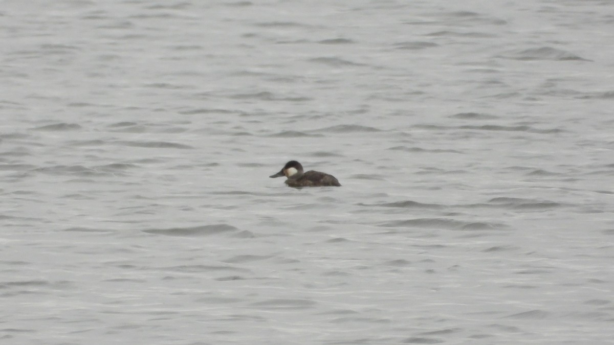 Ruddy Duck - ML616298275