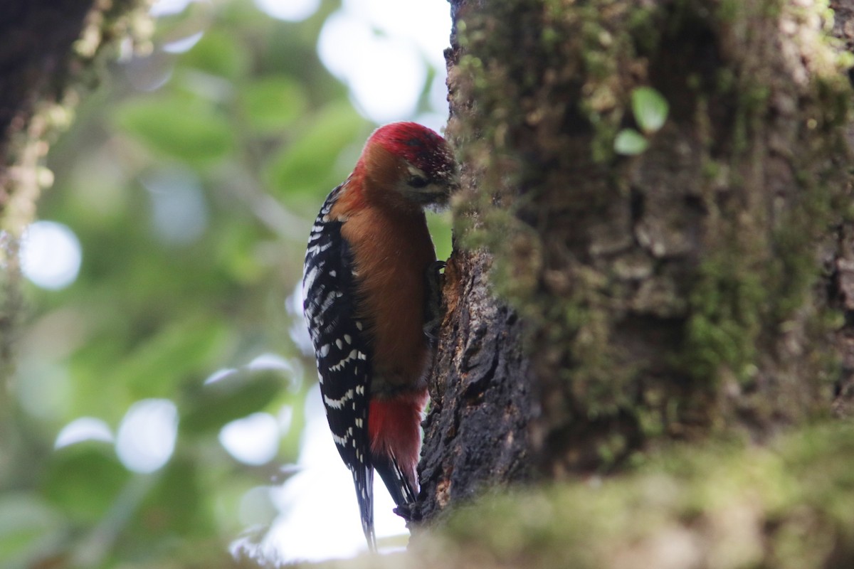 Rufous-bellied Woodpecker - ML616298319