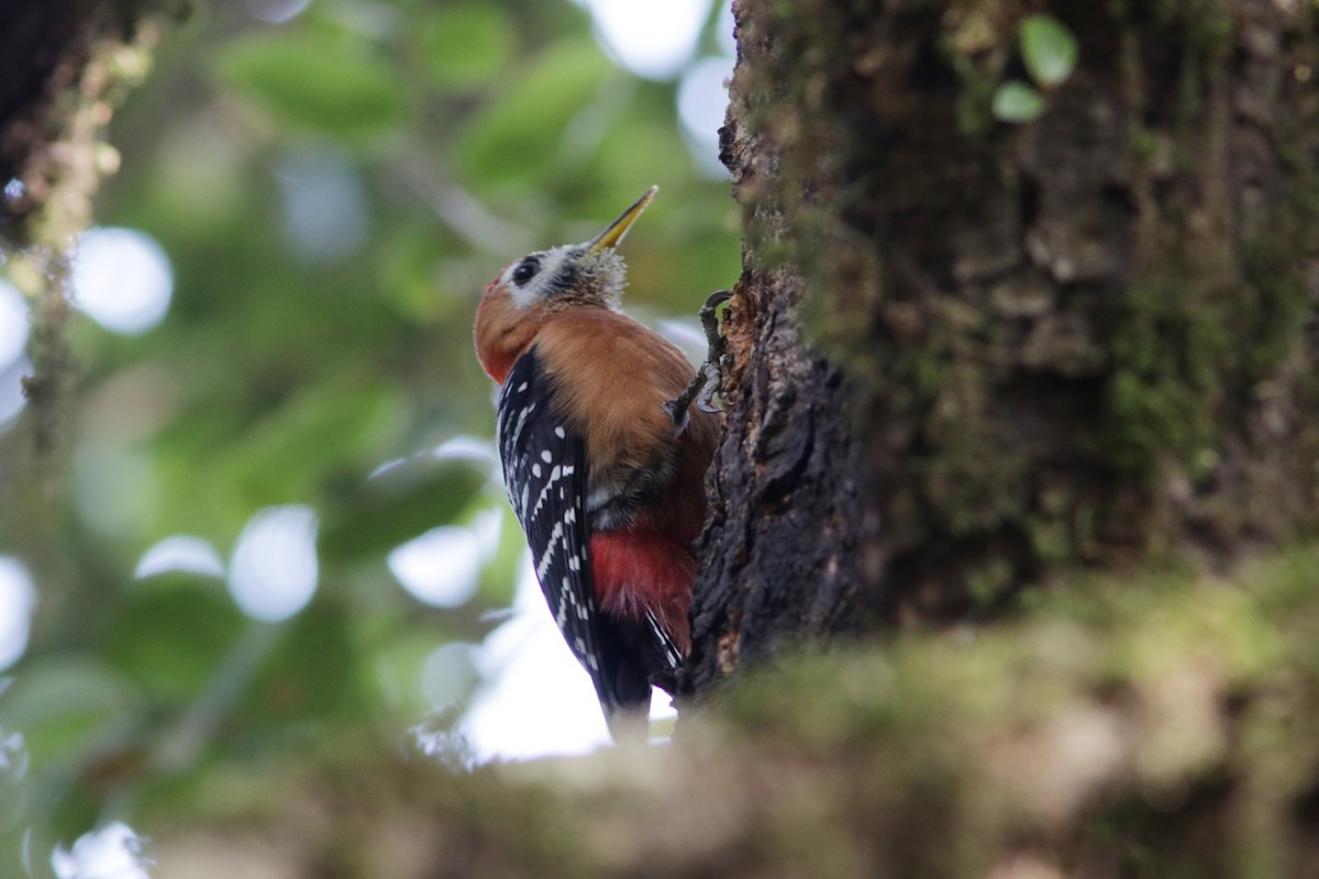 Rufous-bellied Woodpecker - ML616298320