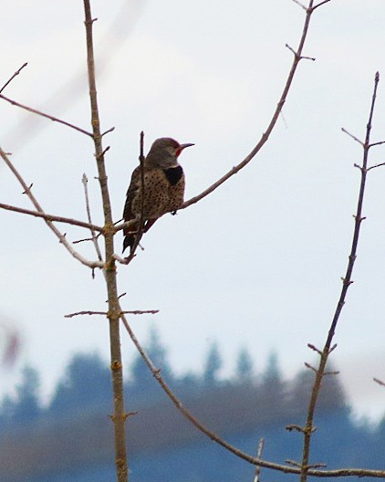 Northern Flicker (Red-shafted) - ML616298321