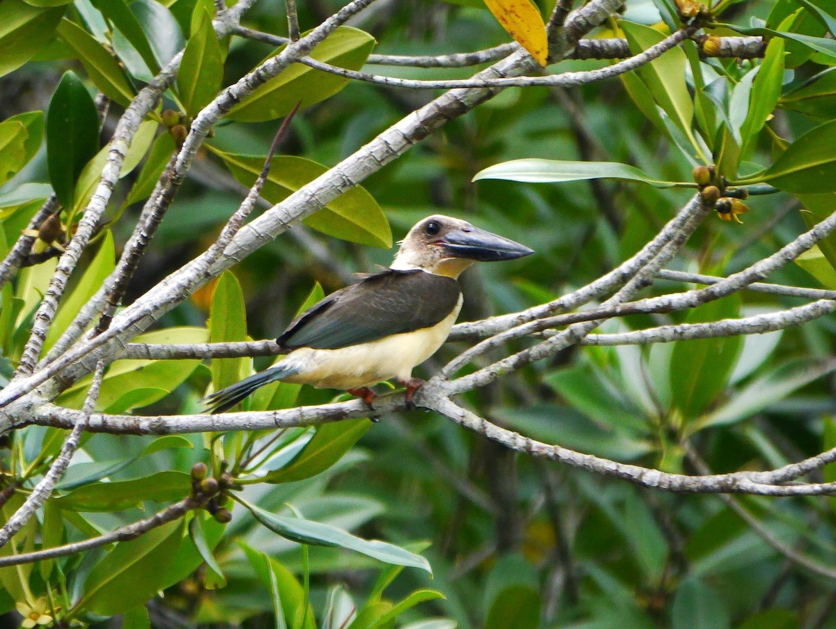 Martin-chasseur à bec noir - ML616298339