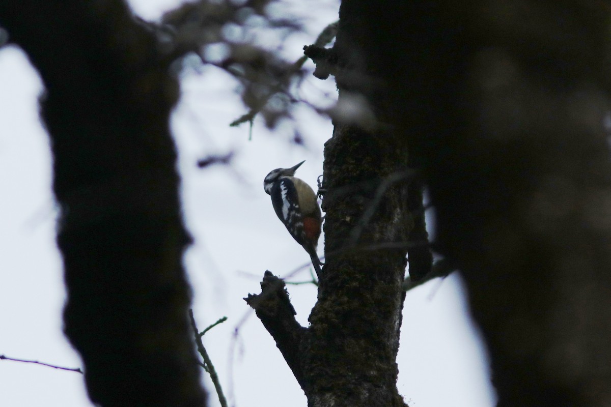 Himalayan Woodpecker - ML616298341