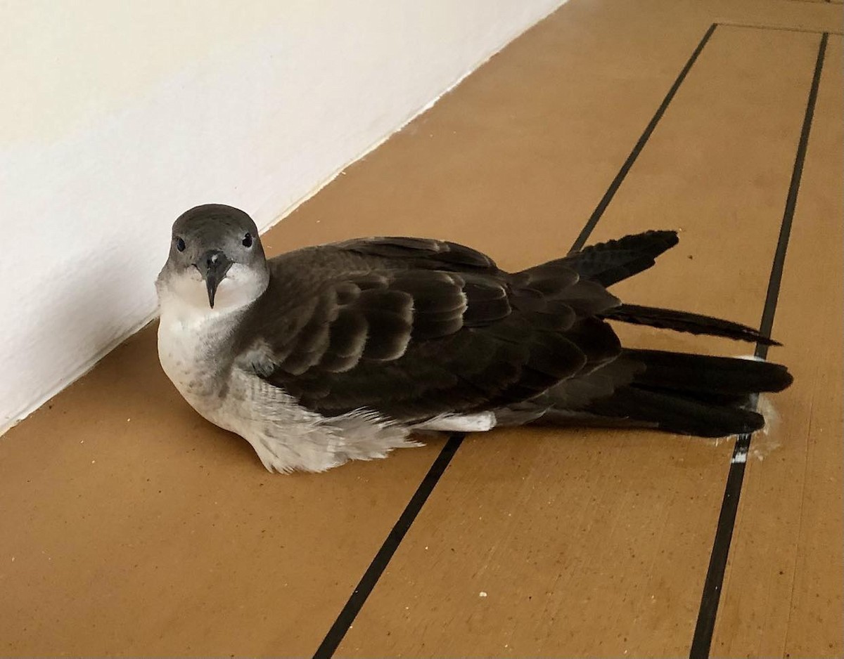 Wedge-tailed Shearwater - ML616298342