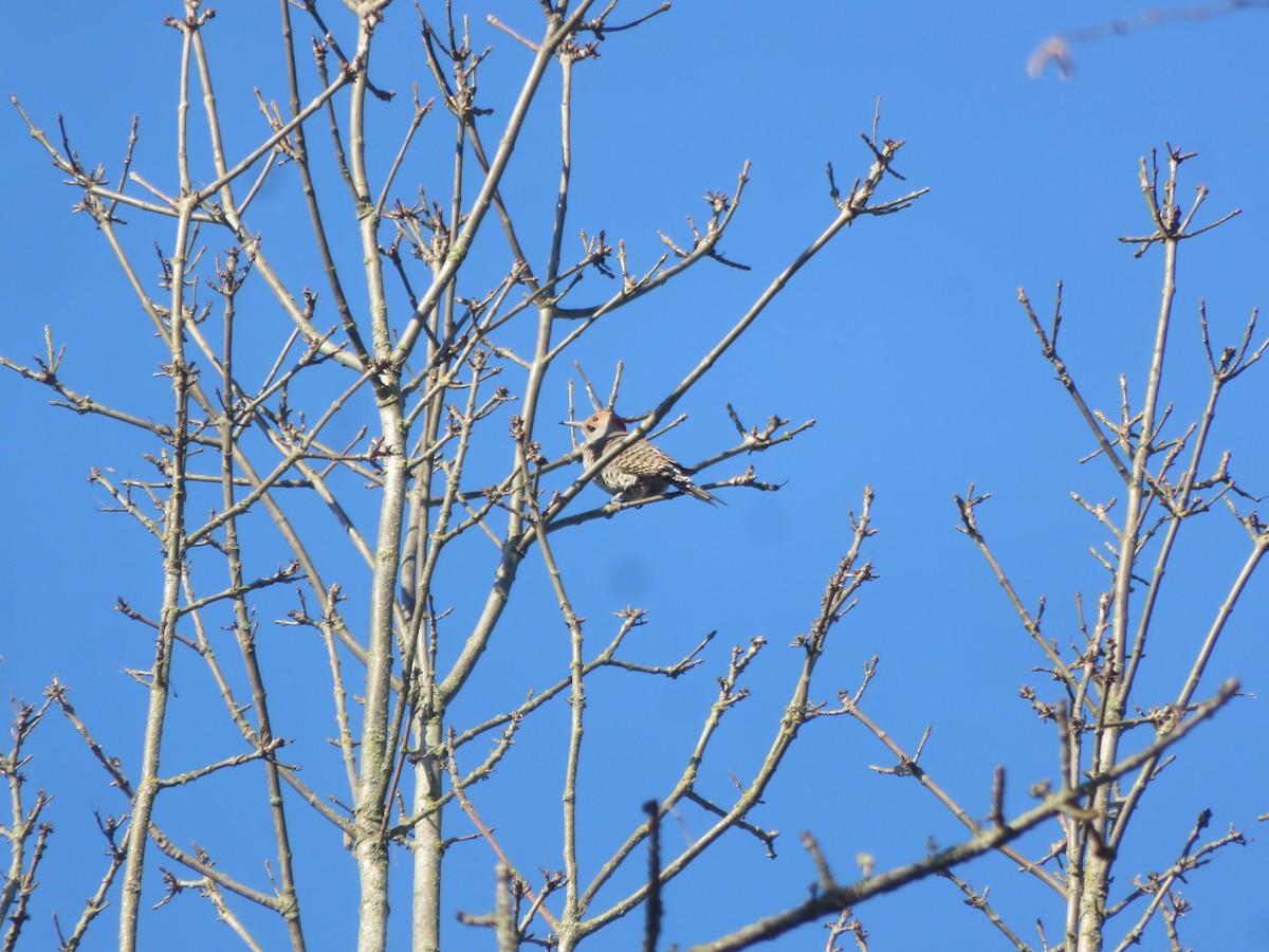 Northern Flicker - ML616298393