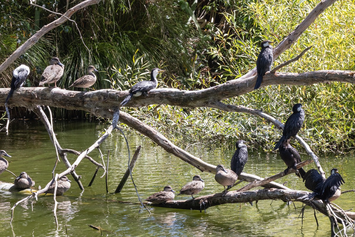 Little Pied Cormorant - ML616298396