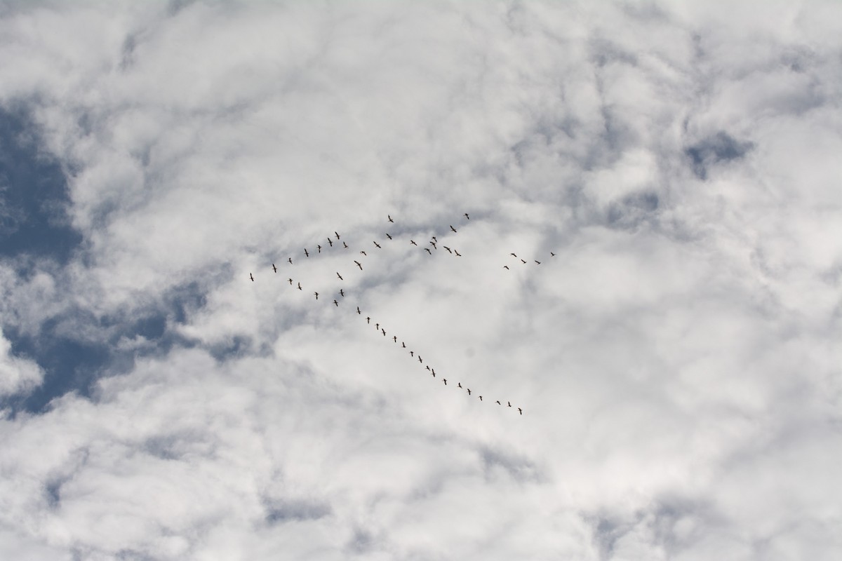 Snow Goose - Brendan Burns