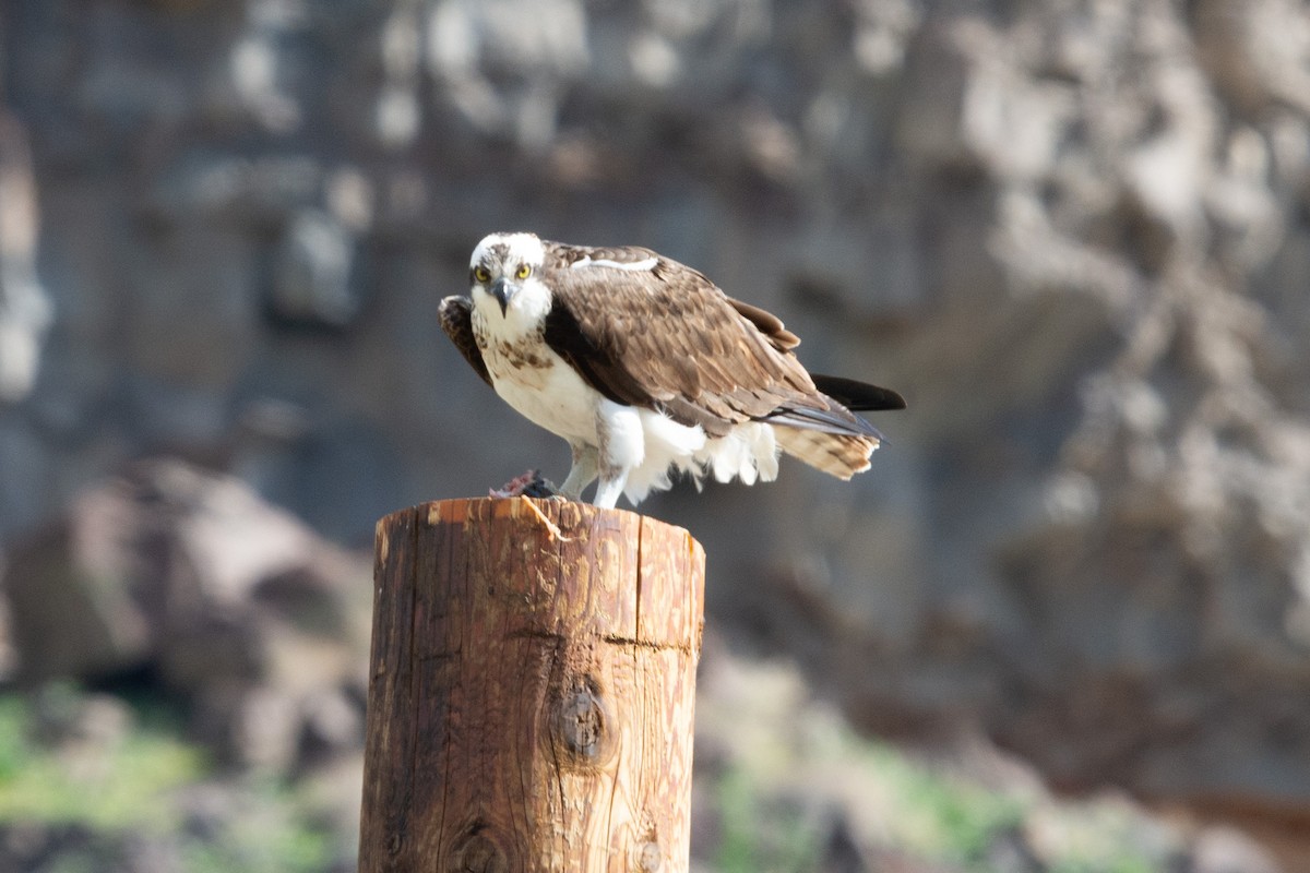 Osprey - Brendan Burns