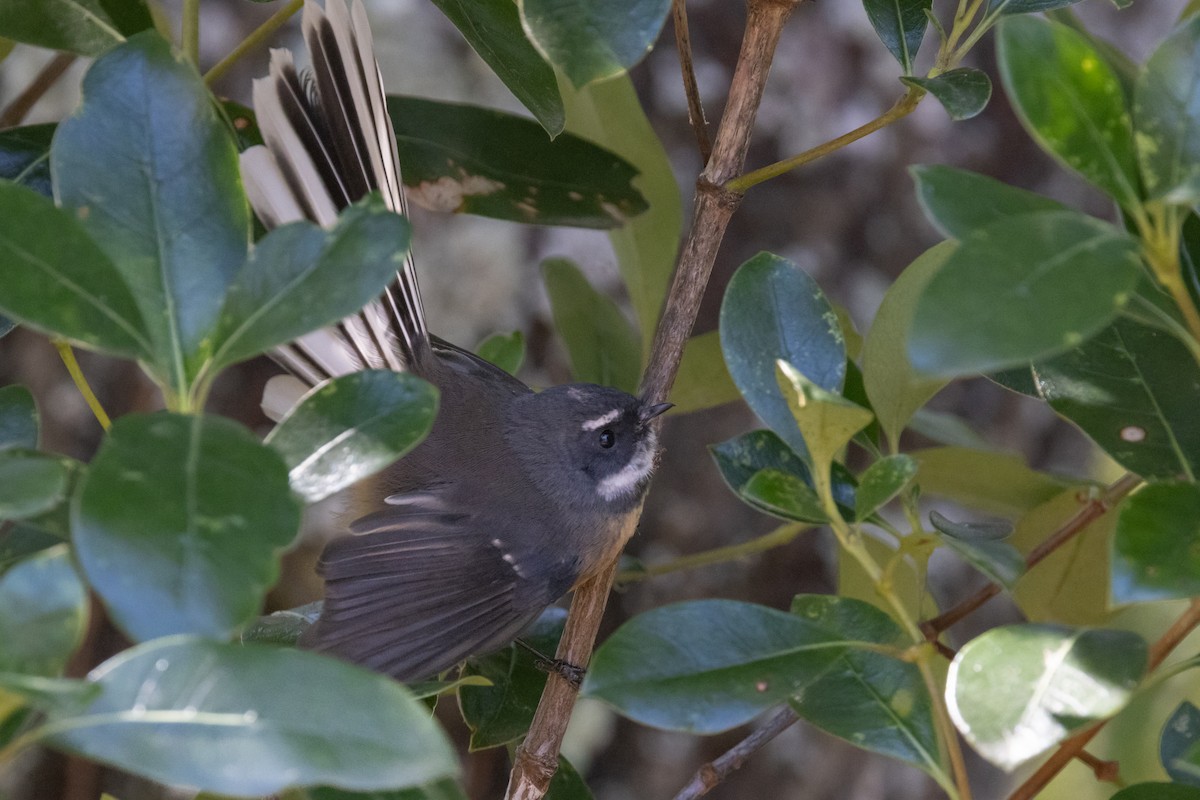 New Zealand Fantail - ML616298455