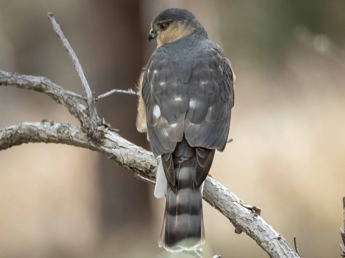 Sharp-shinned Hawk - ML616298489