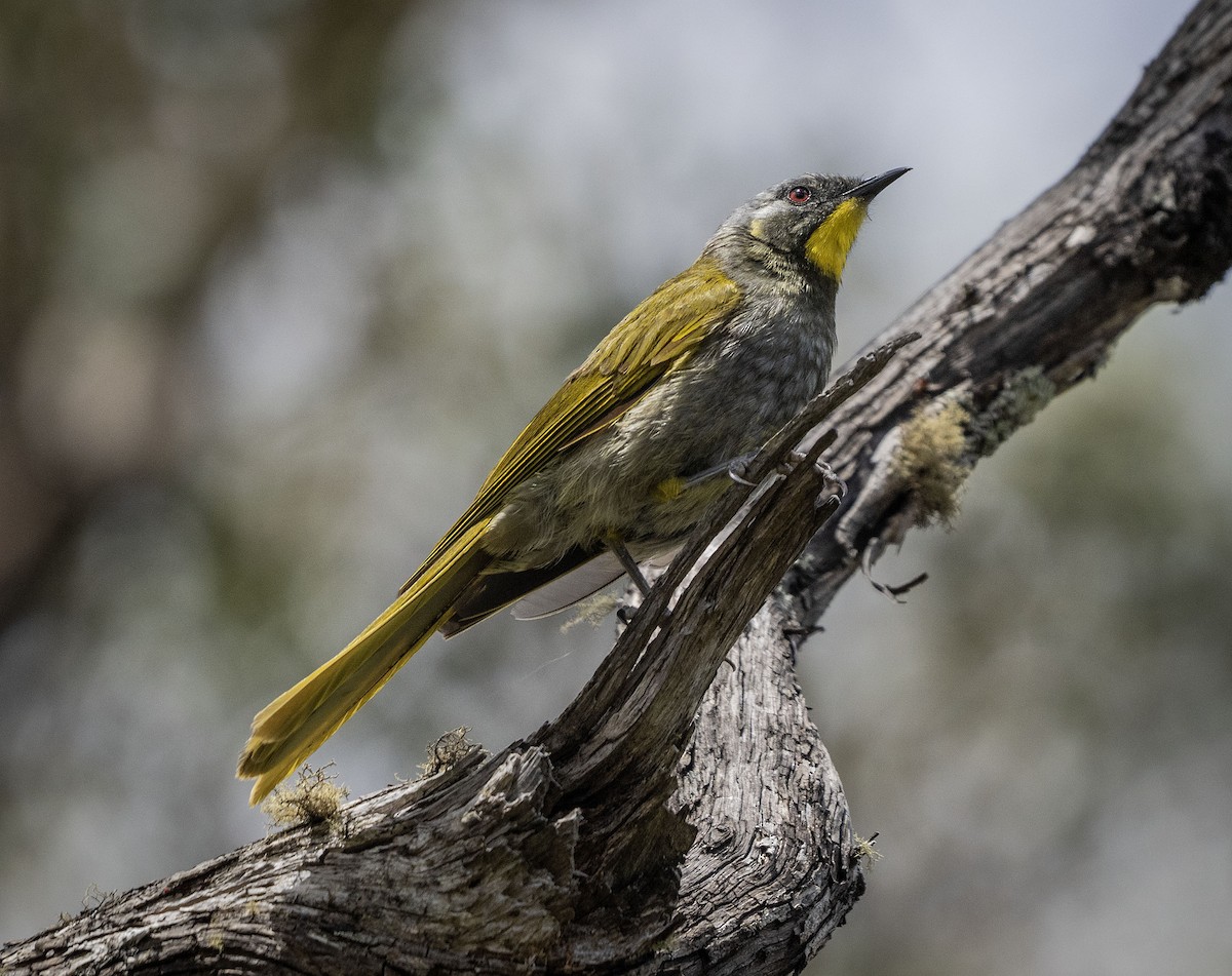 Yellow-throated Honeyeater - ML616298510