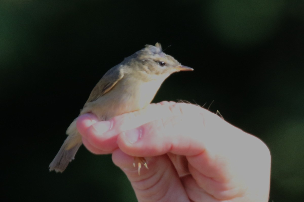 Dusky Warbler - ML616298538