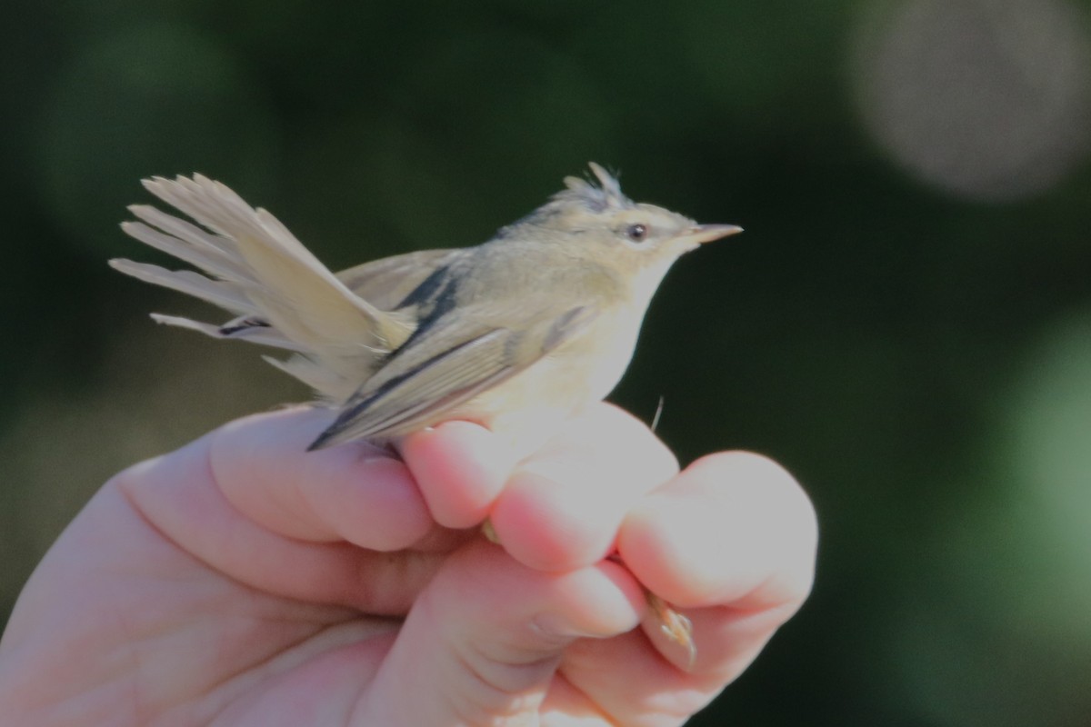 Mosquitero Sombrío - ML616298539