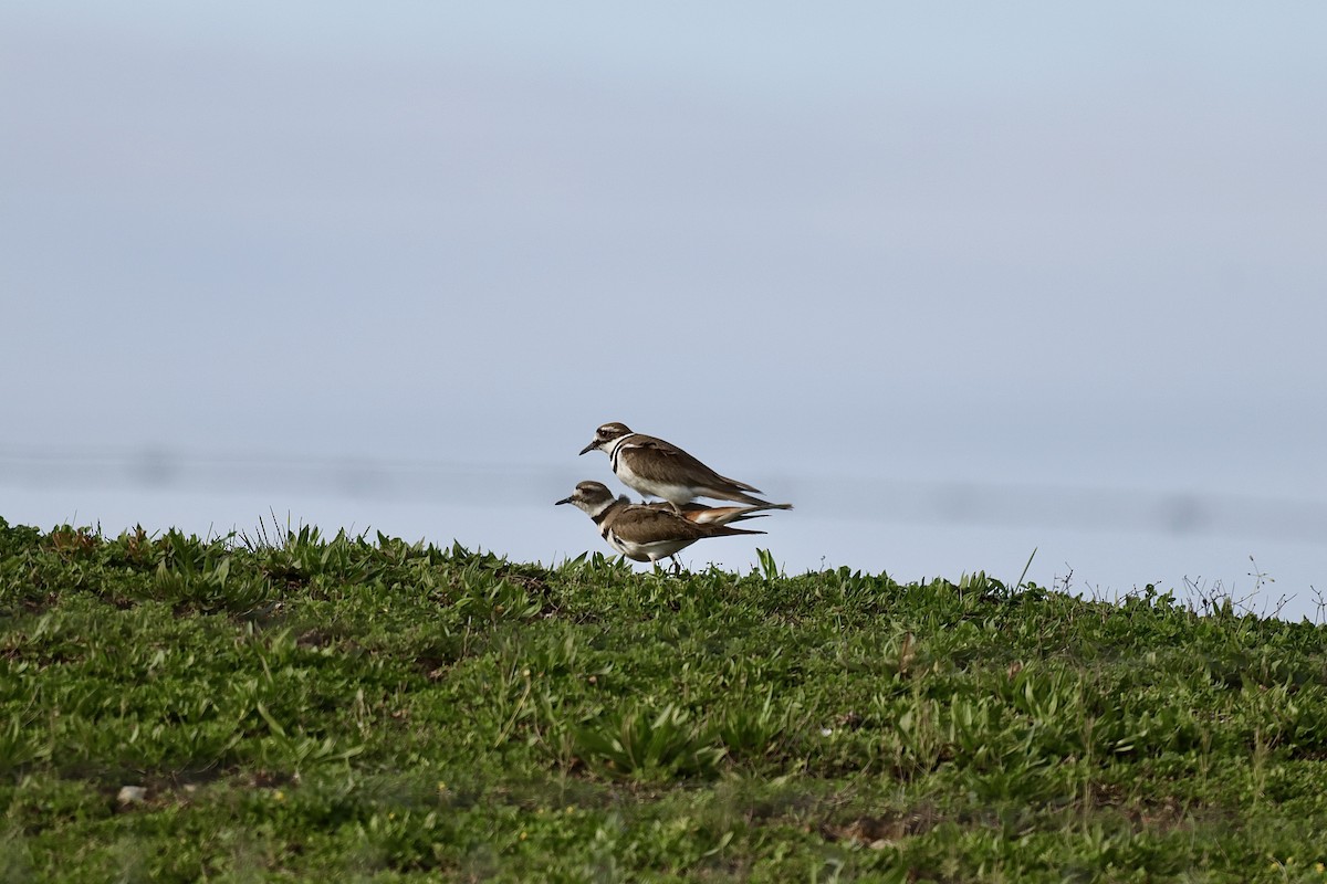 Killdeer - ML616298617