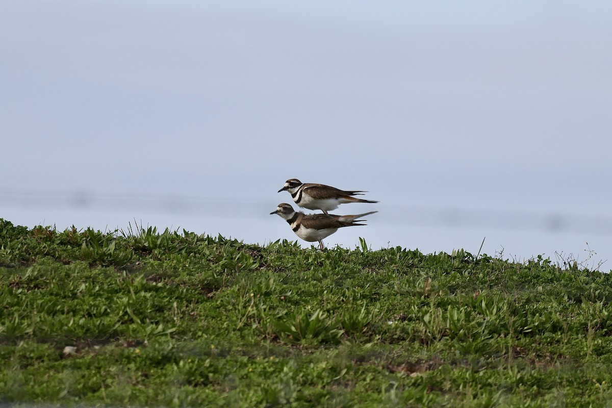 Killdeer - ML616298618