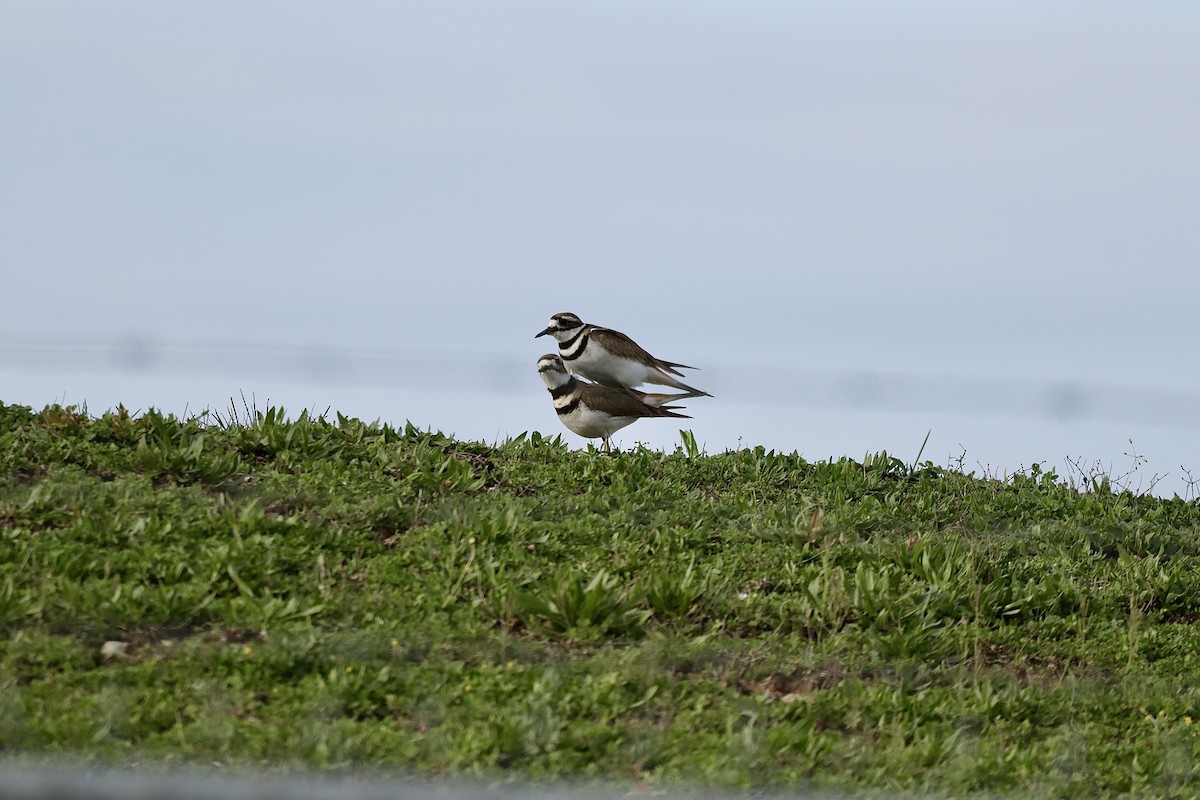 Killdeer - ML616298619