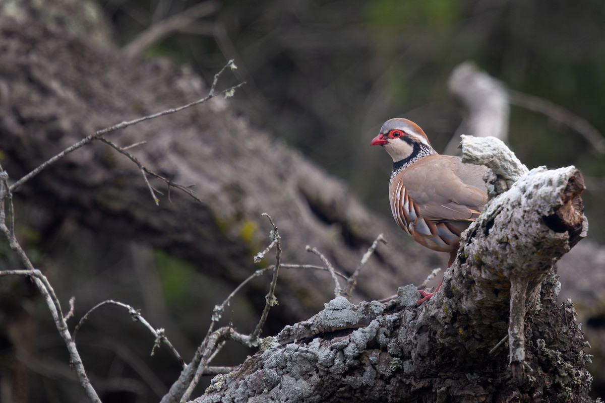 Red-legged Partridge - ML616298624