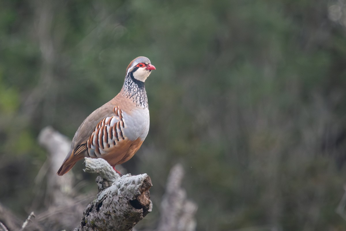 Red-legged Partridge - ML616298625
