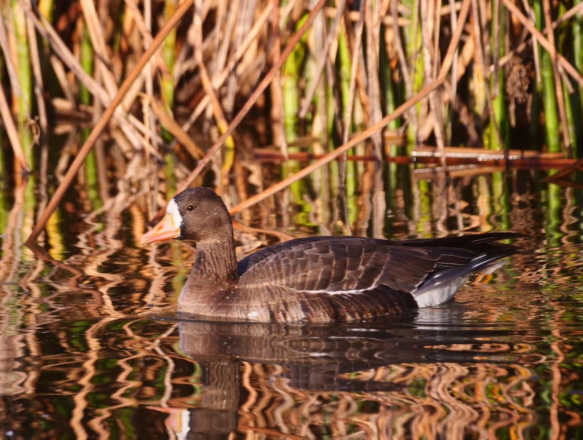 Greater White-fronted Goose - ML616298628