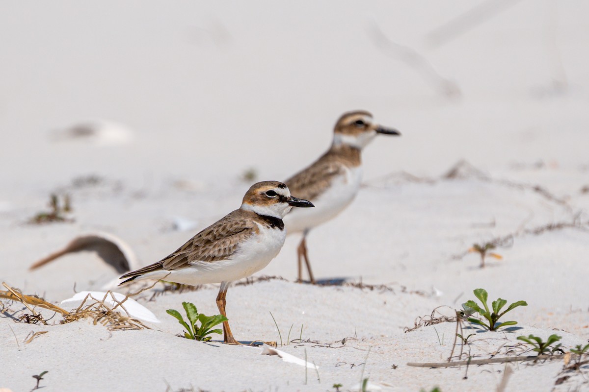 Wilson's Plover - ML616298675