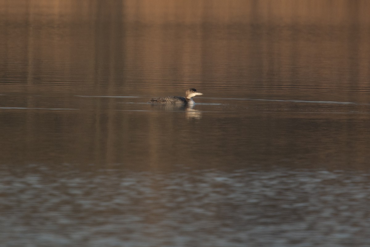 Common Loon - ML616298678