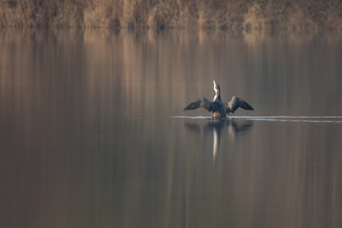 Common Loon - ML616298679