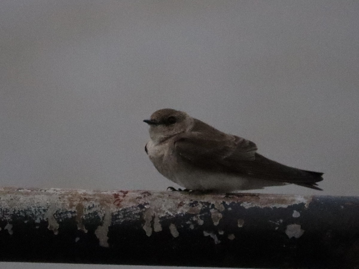 Northern Rough-winged Swallow - ML616298688