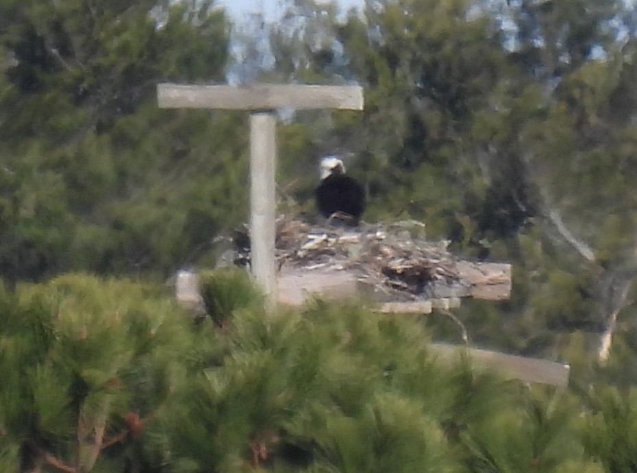 Osprey - Carol Baird Molander