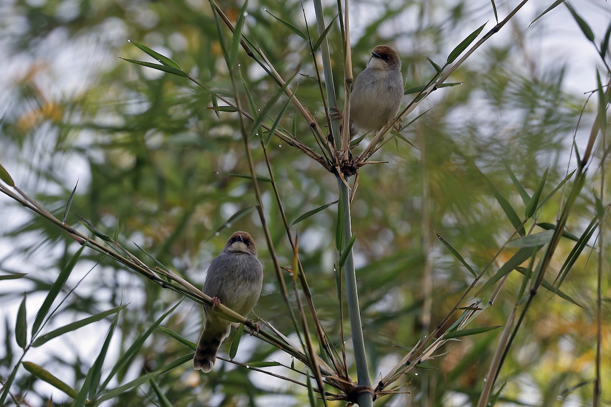 Chubb's Cisticola - Charlie Keller