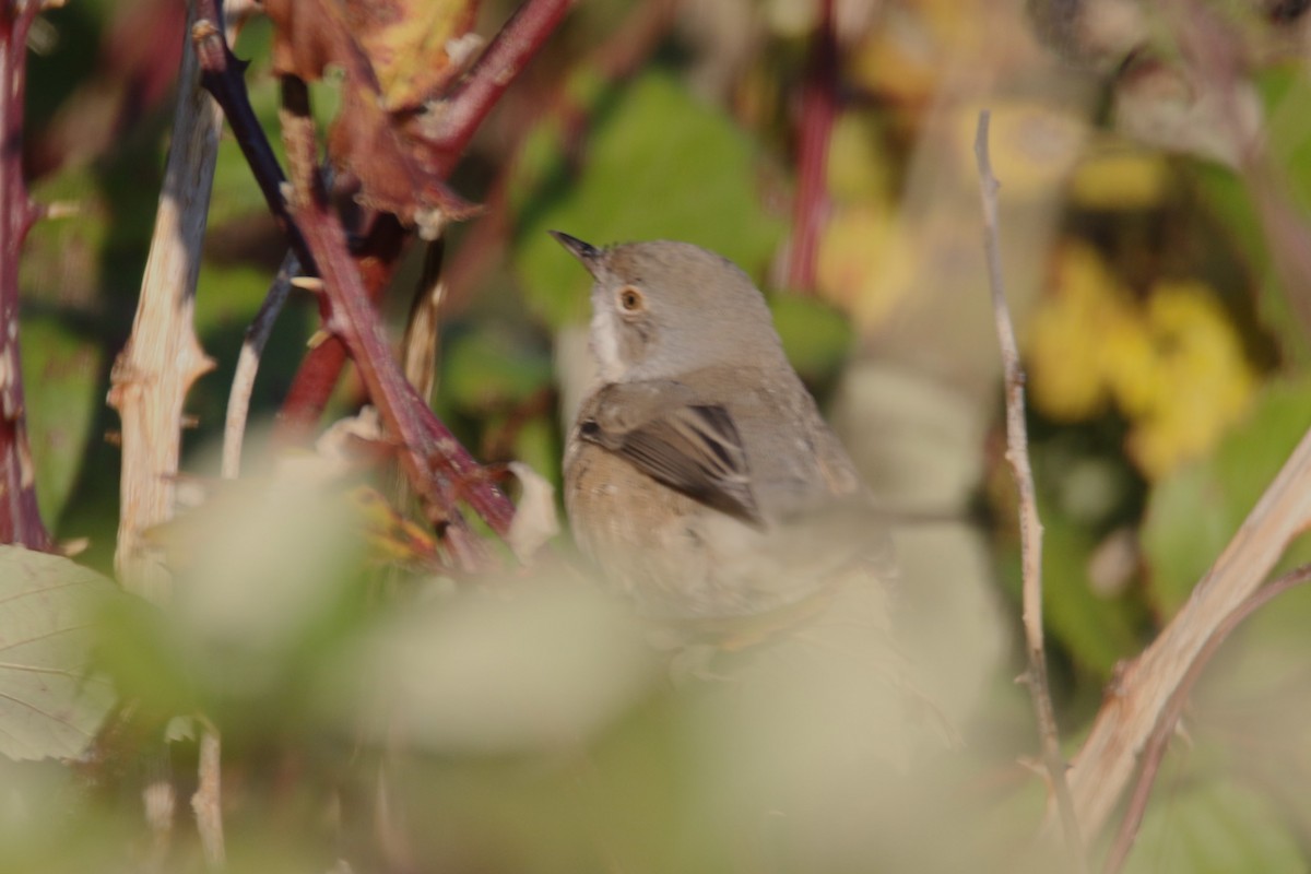 Txinbo papargorrizta iberiarra - ML616298733