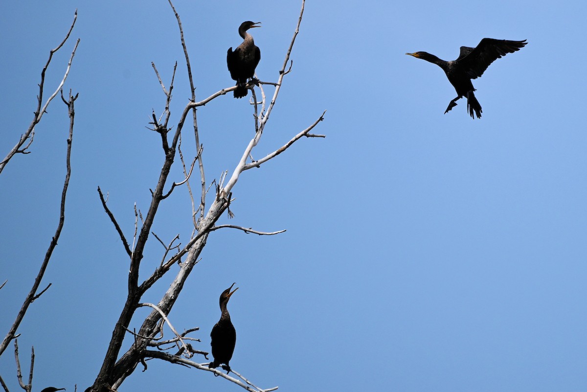 Double-crested Cormorant - ML616298770