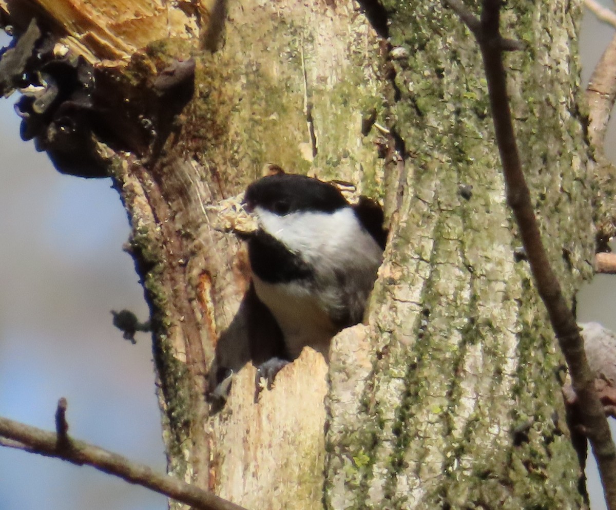 Carolina Chickadee - ML616298771