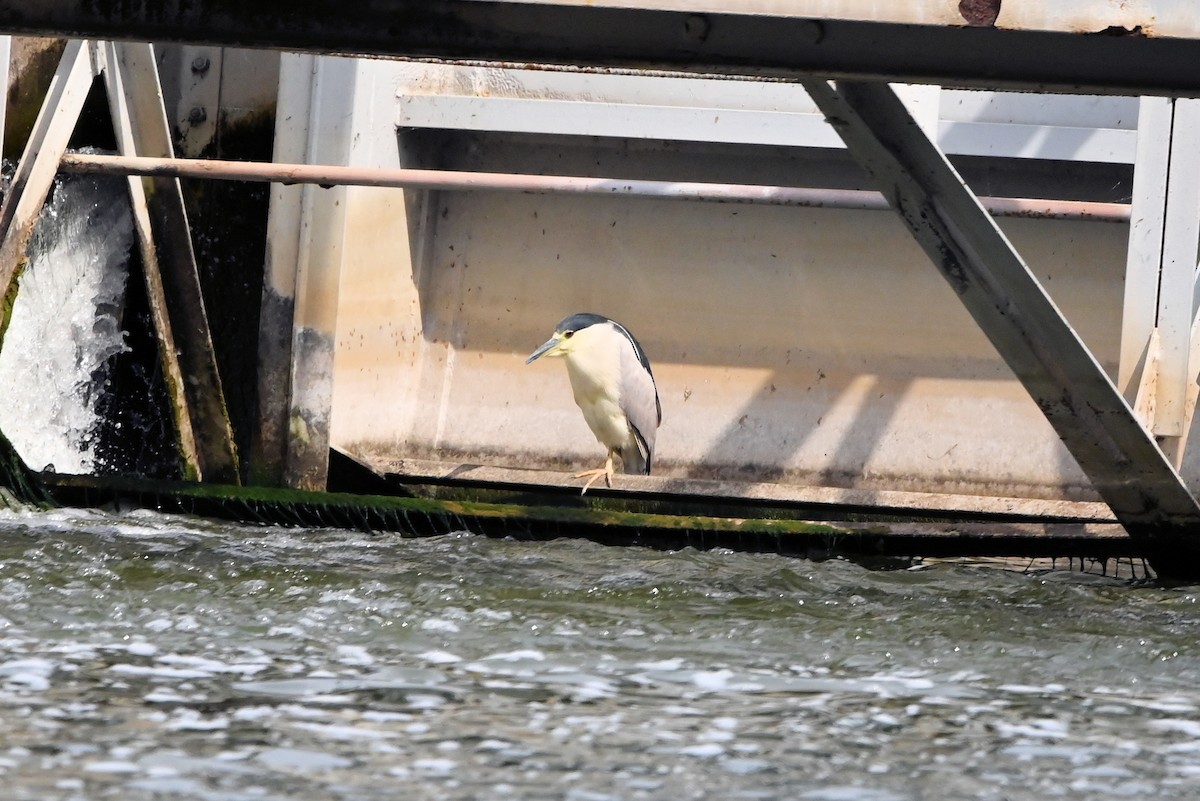 Black-crowned Night Heron - ML616298780