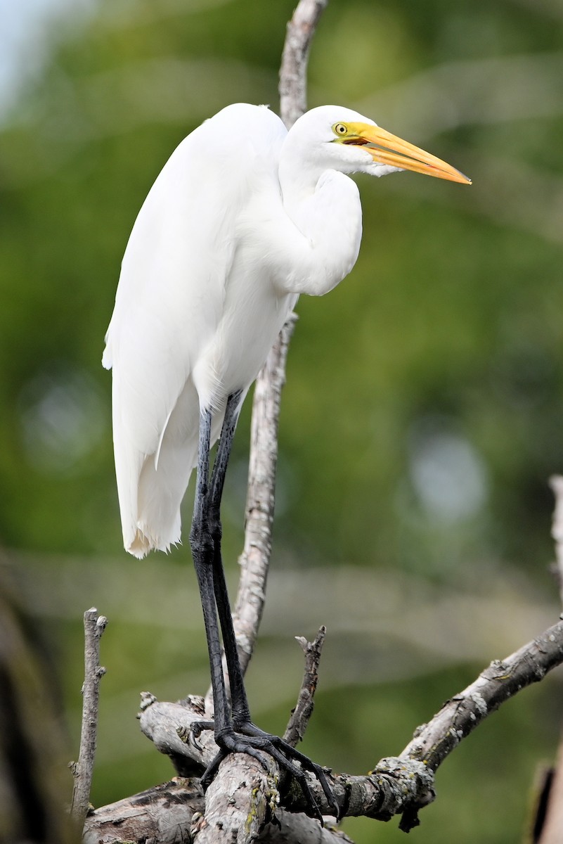 Great Egret - ML616298793