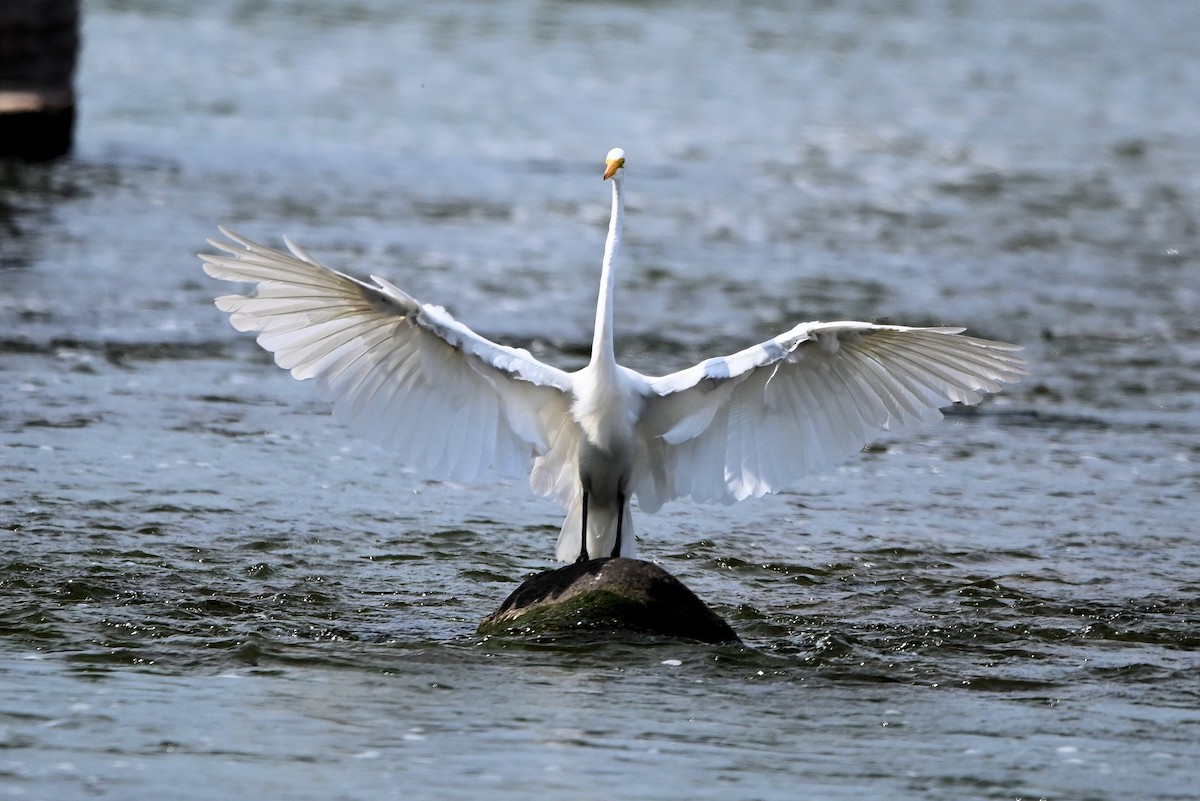 Great Egret - ML616298794