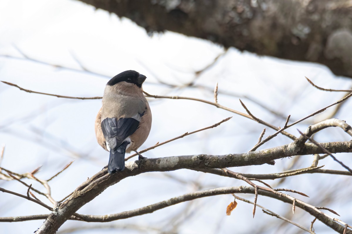 Eurasian Bullfinch - ML616298795