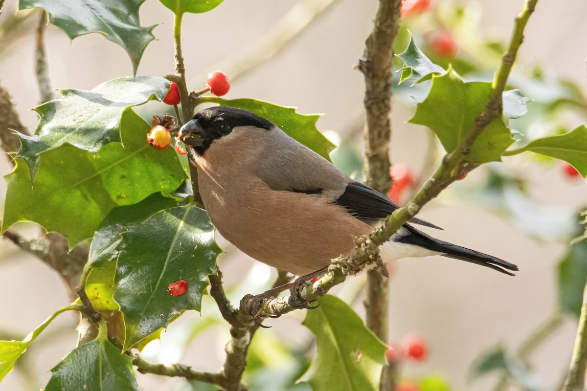 Eurasian Bullfinch - ML616298797