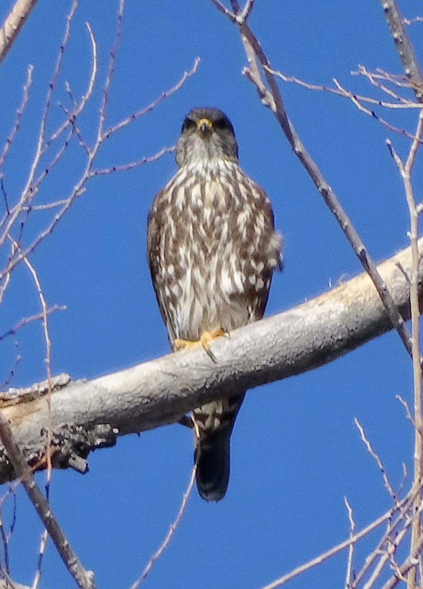 Boz Doğan - ML616298801