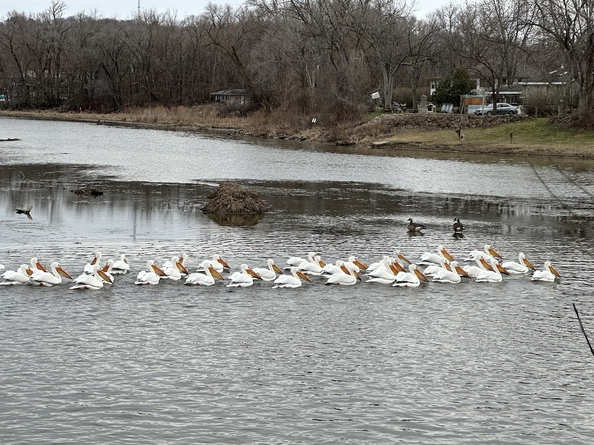 American White Pelican - ML616298805