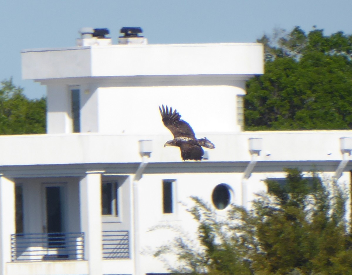 Bald Eagle - ML616298809