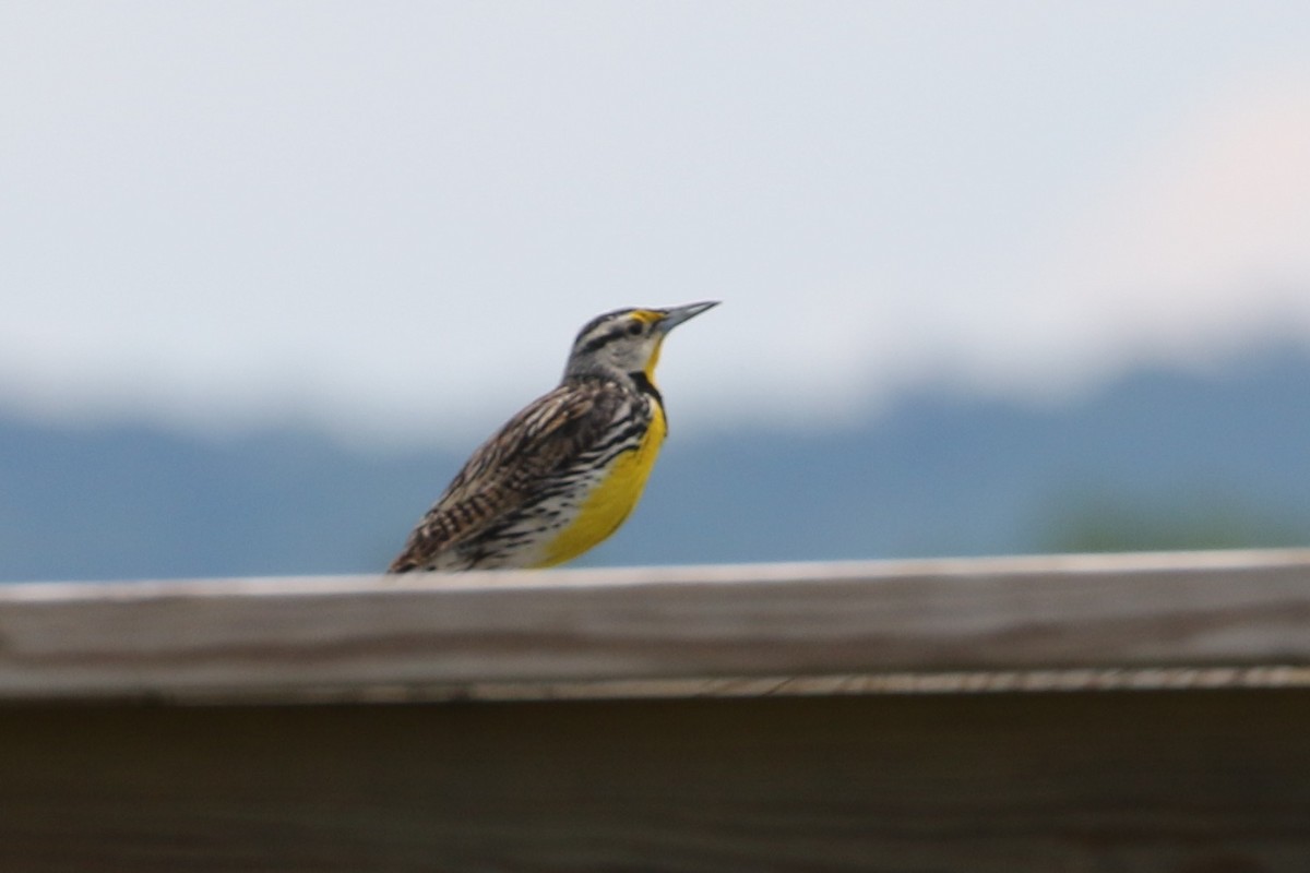 Eastern Meadowlark - ML61629881