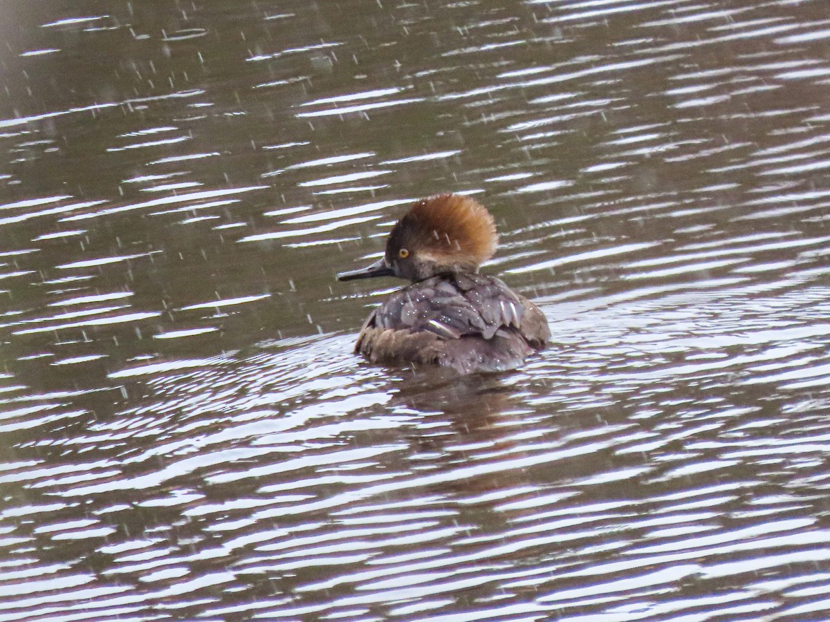 Hooded Merganser - Jake Chute