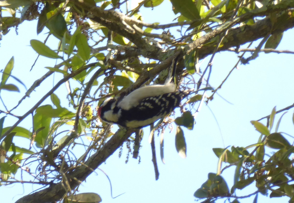 Downy Woodpecker - ML616298844