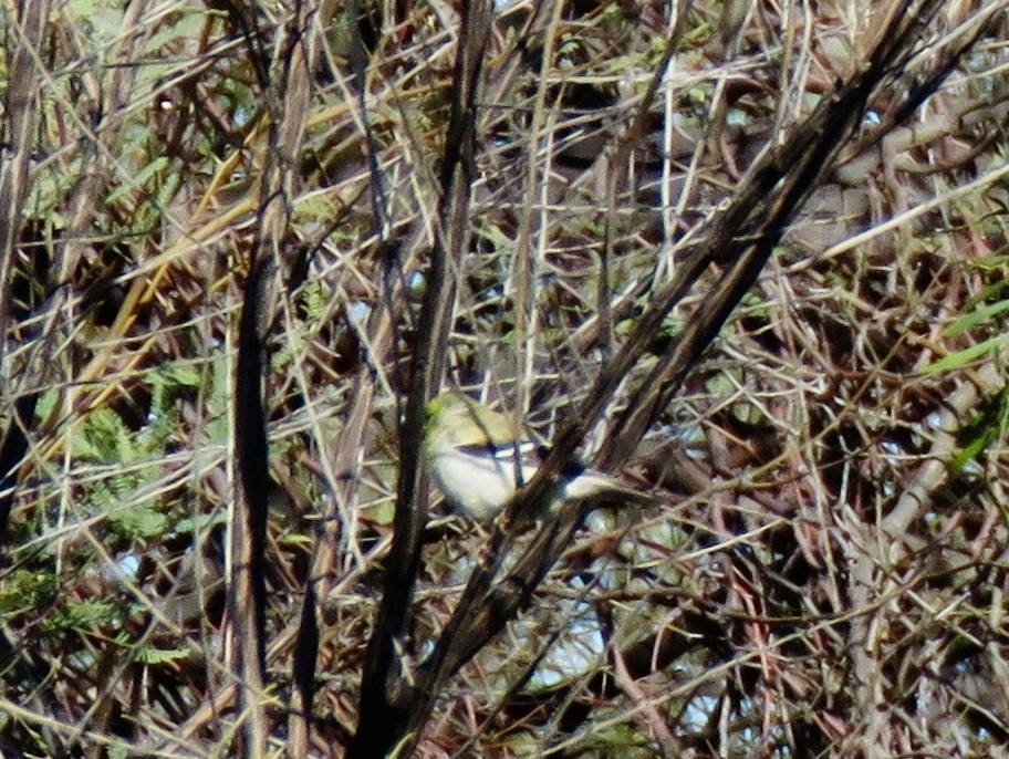 American Goldfinch - ML616298871